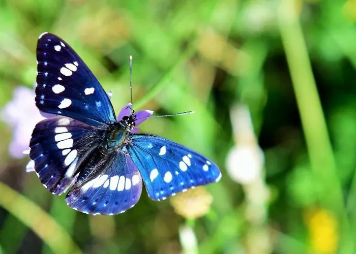 Ferienhaus Mas Au Pic-saint-loup